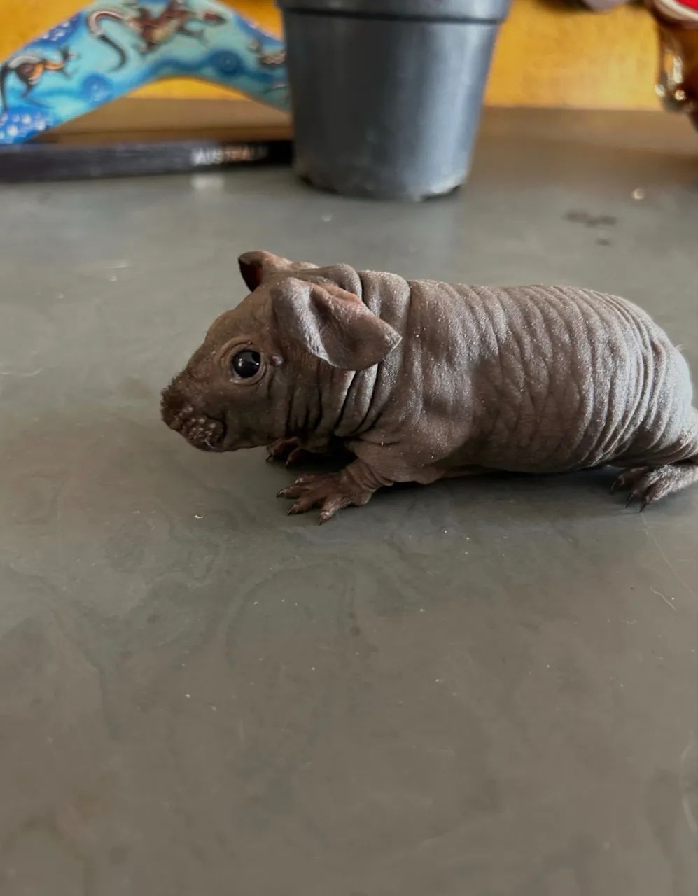 Animais  - Foto 2