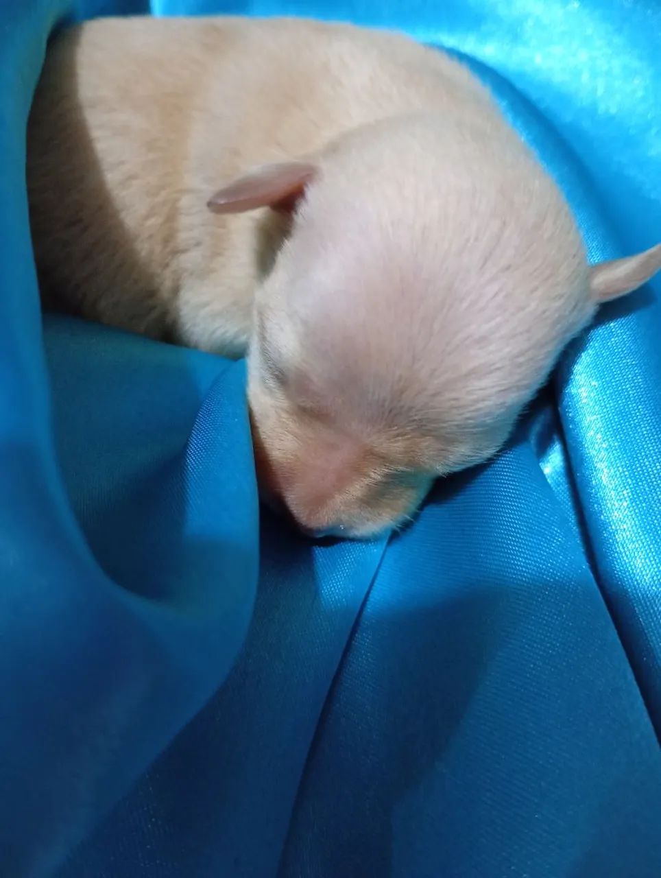 Pinscher  - Foto 3