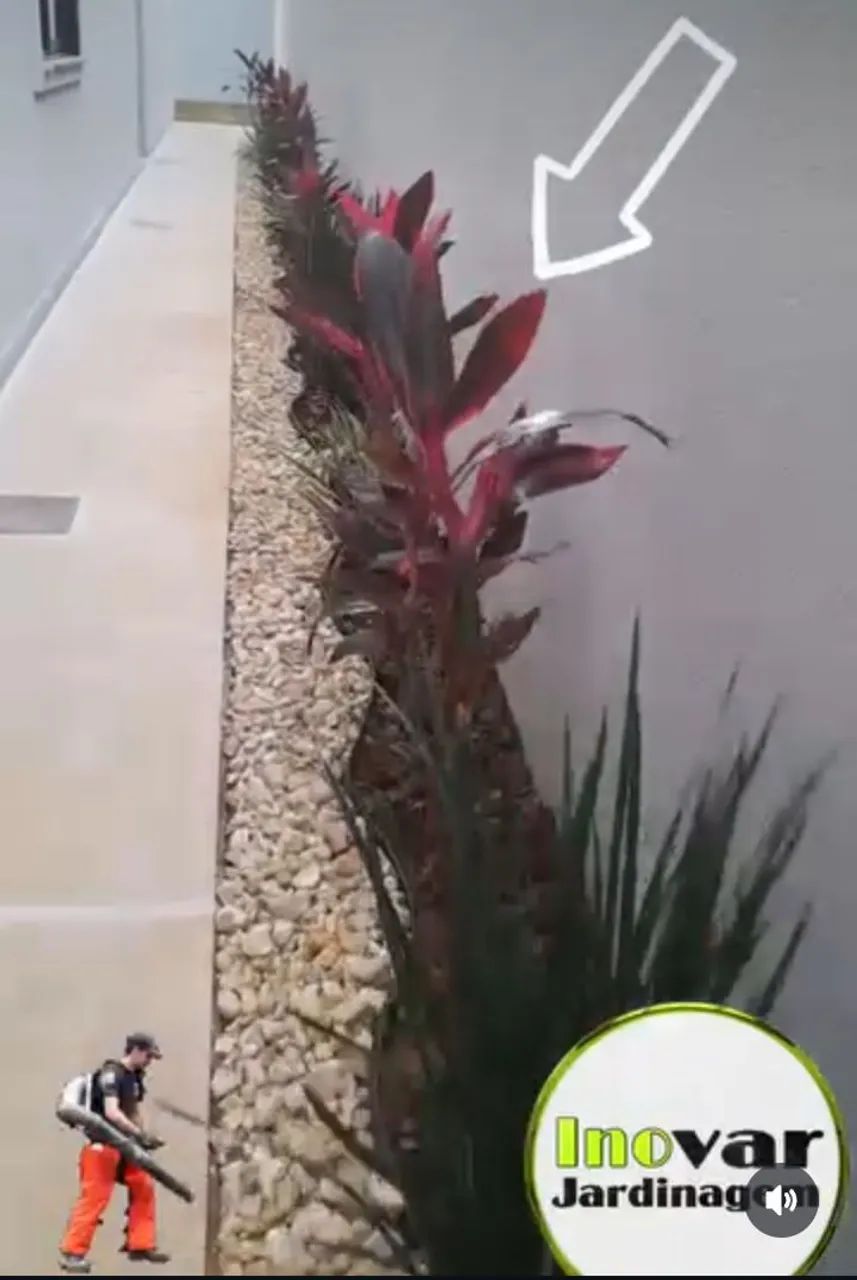 Jardinagem  - Foto 5
