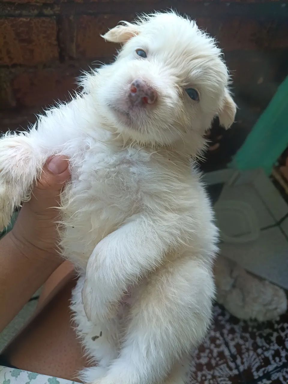 Filhotes husky siberiano  - Foto 3