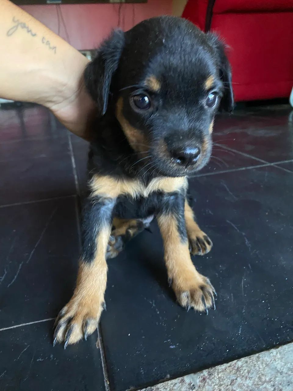 Filhote de rottweiler macho  - Foto 2