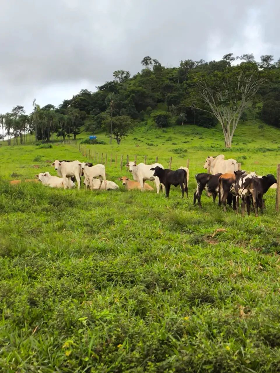Fazenda - Taquaral (GO)