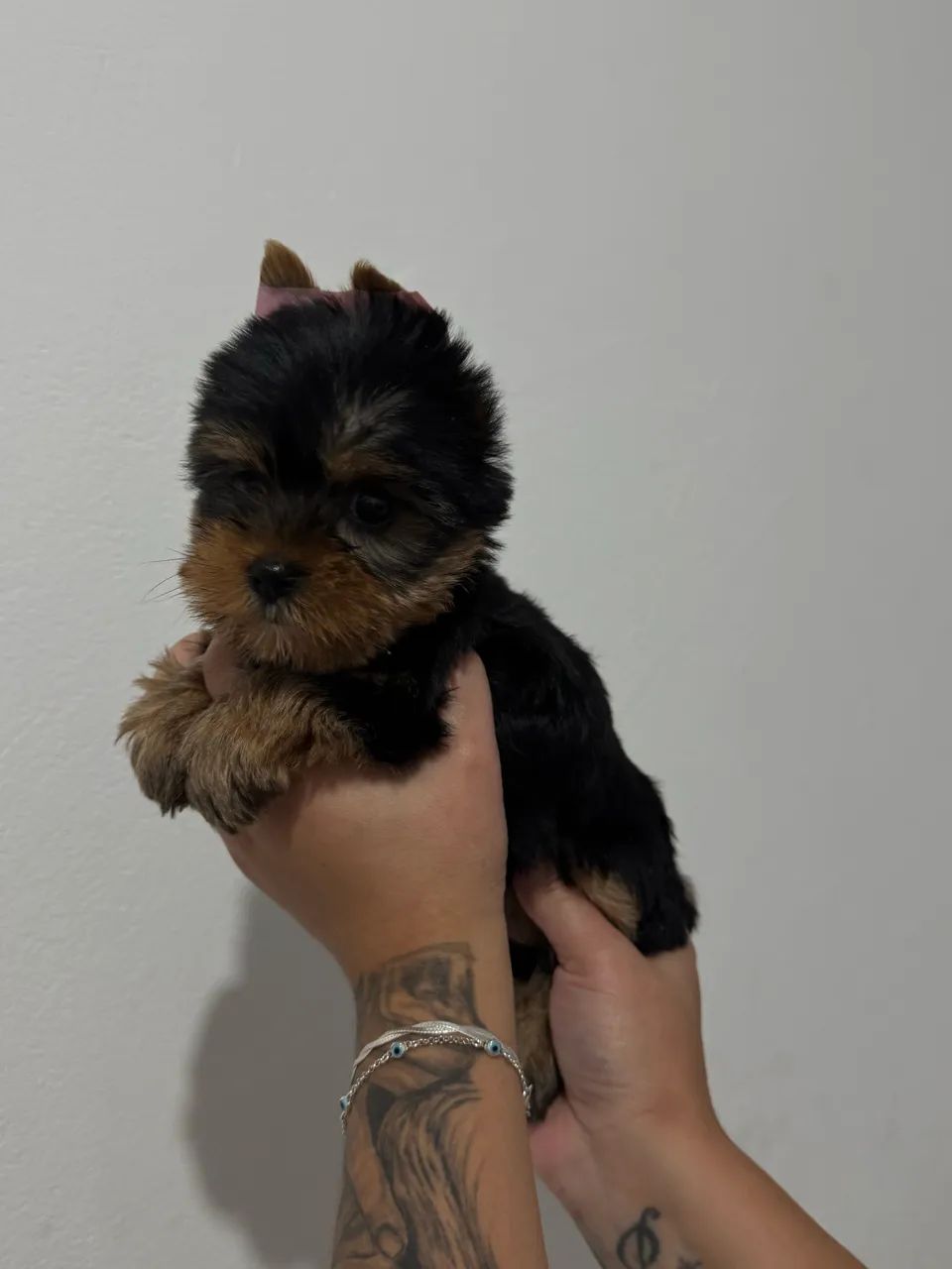 Yorkshire Terrier vendas tamanho micro  - Foto 2