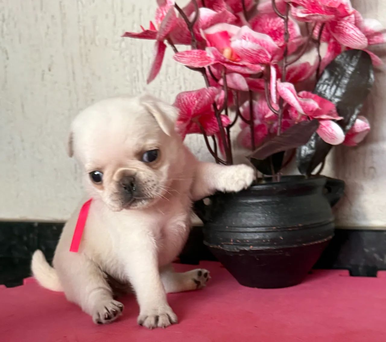 Pug com pedigree ( fêmea ) - Foto 3