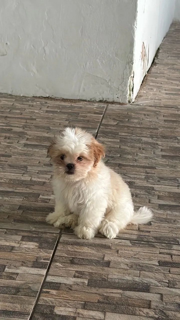 Shitzu  - Foto 2