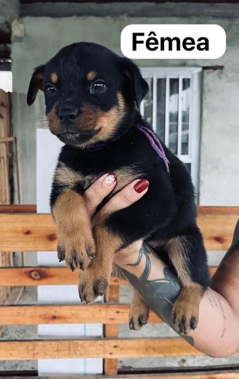 Filhotes de rottweiler  - Foto 5