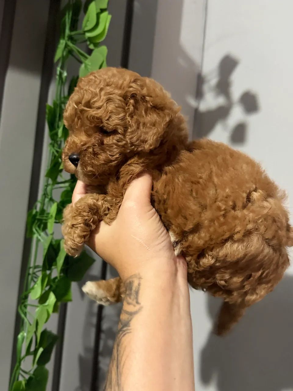 Poodle Toy Venda .  - Foto 3