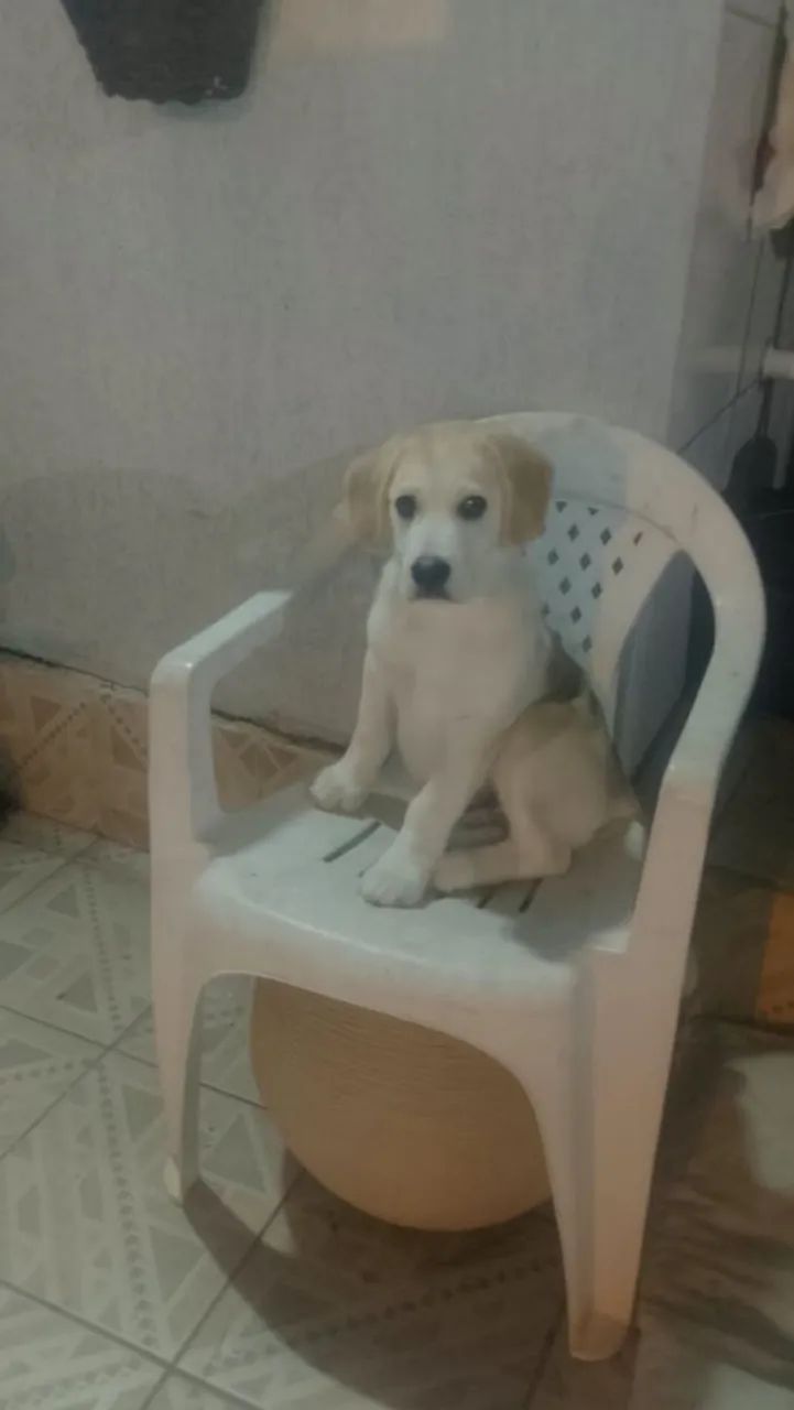 Cachorro  - Foto 2
