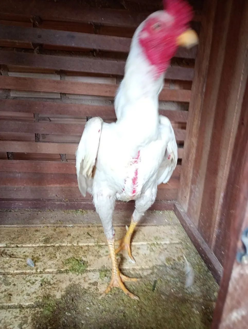 Galos e galinhas - Foto 3