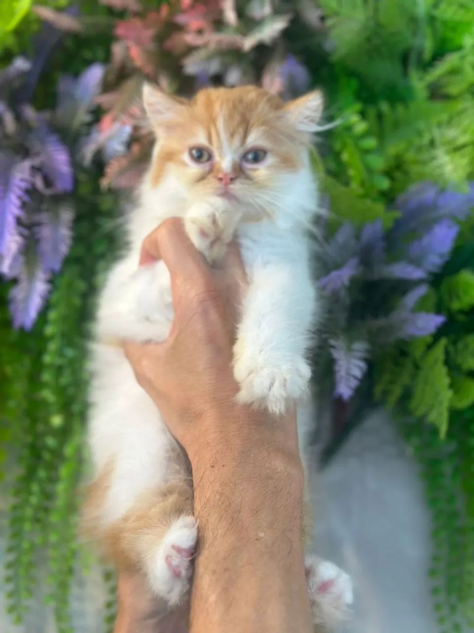 Gato persa macho  incrível 