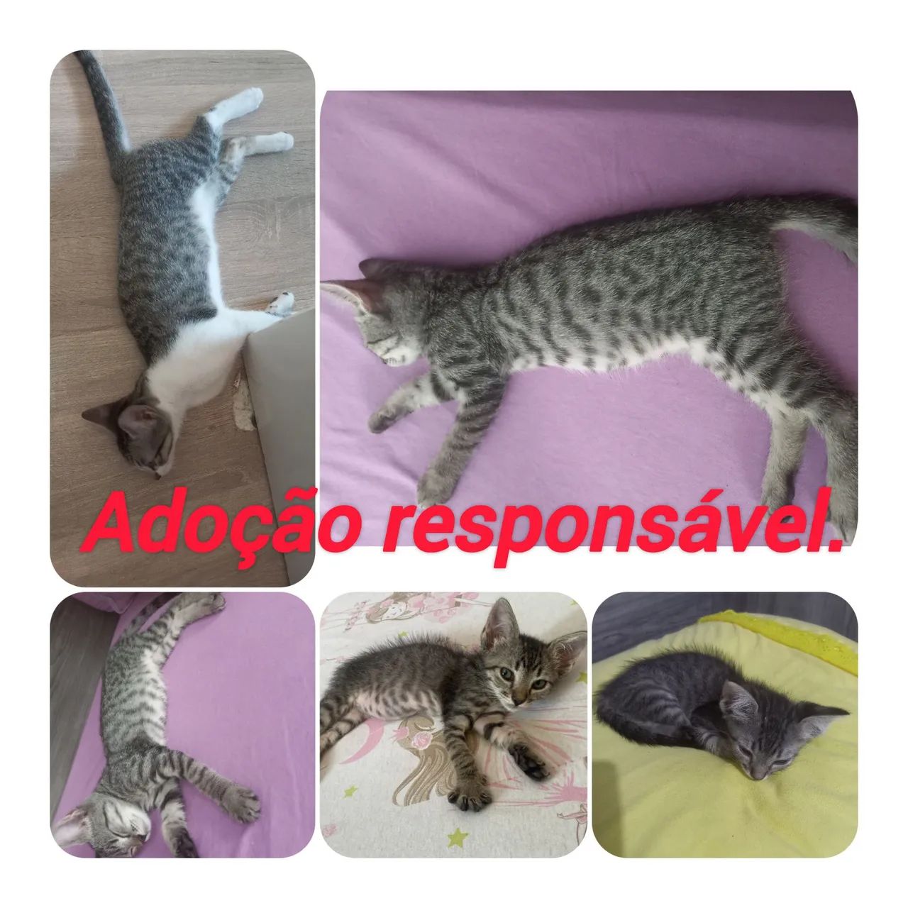 Adoção Responsável  - Foto 3
