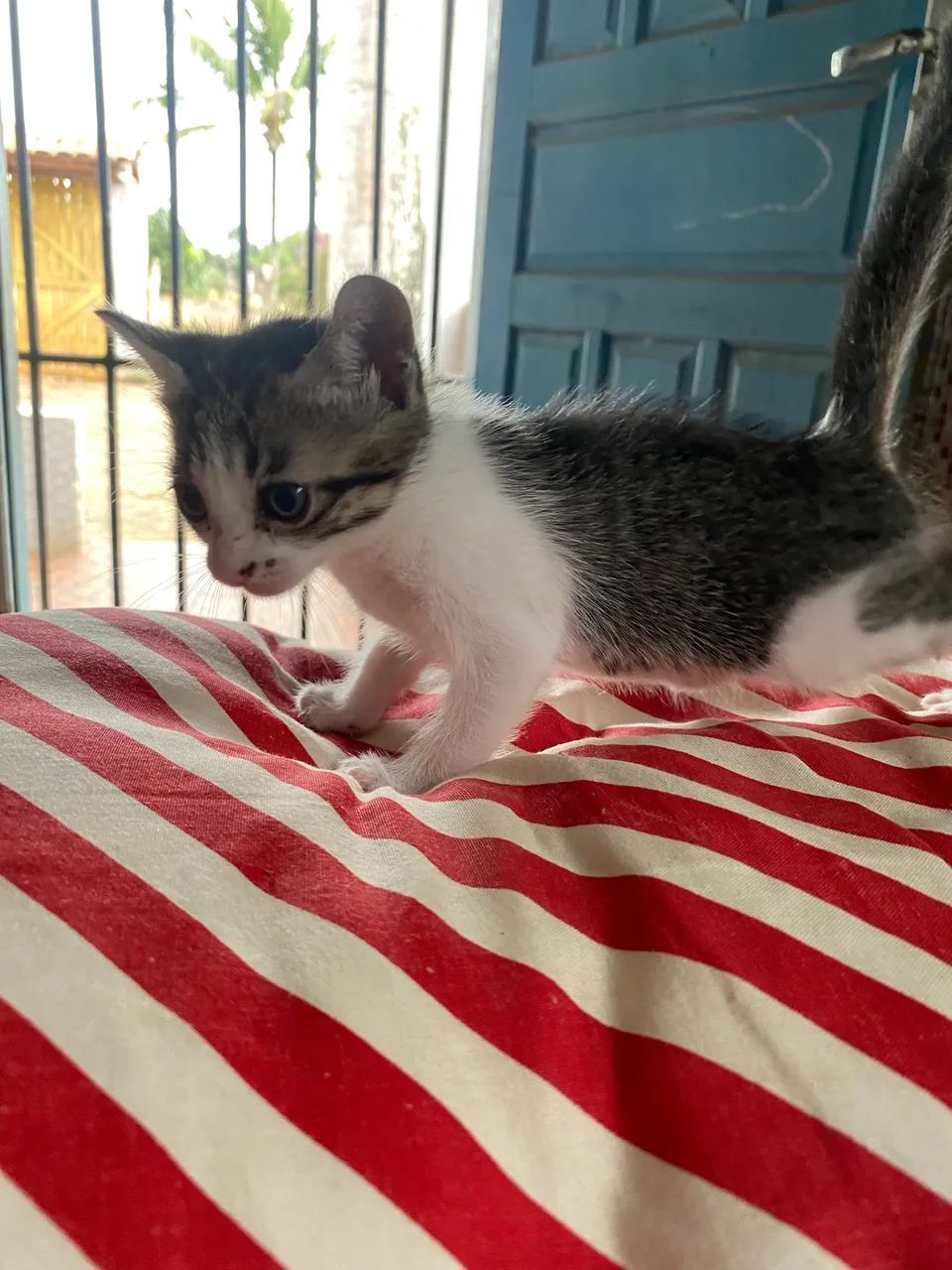 Gato  - Foto 2