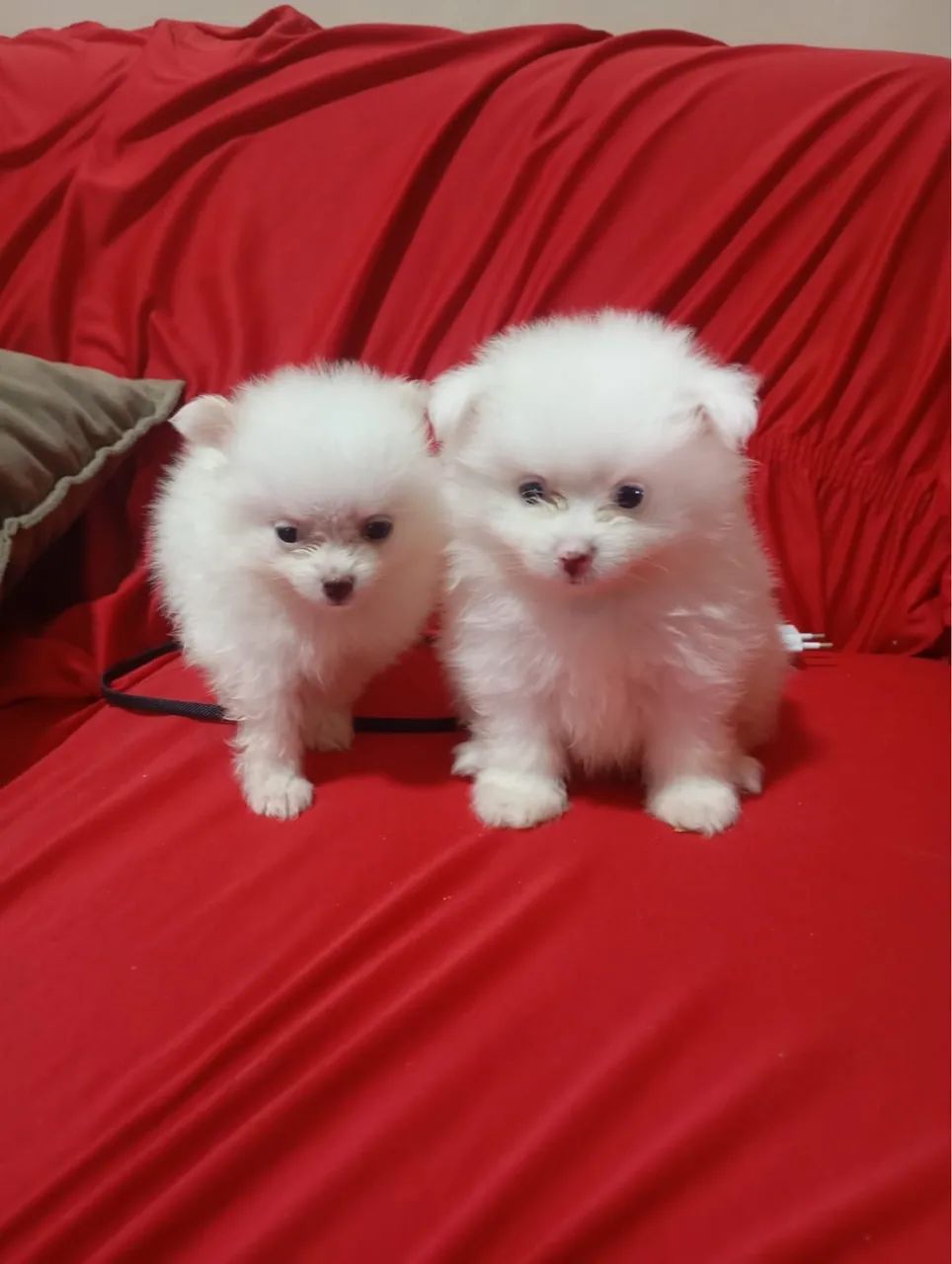 Spitz alemão - Foto 2