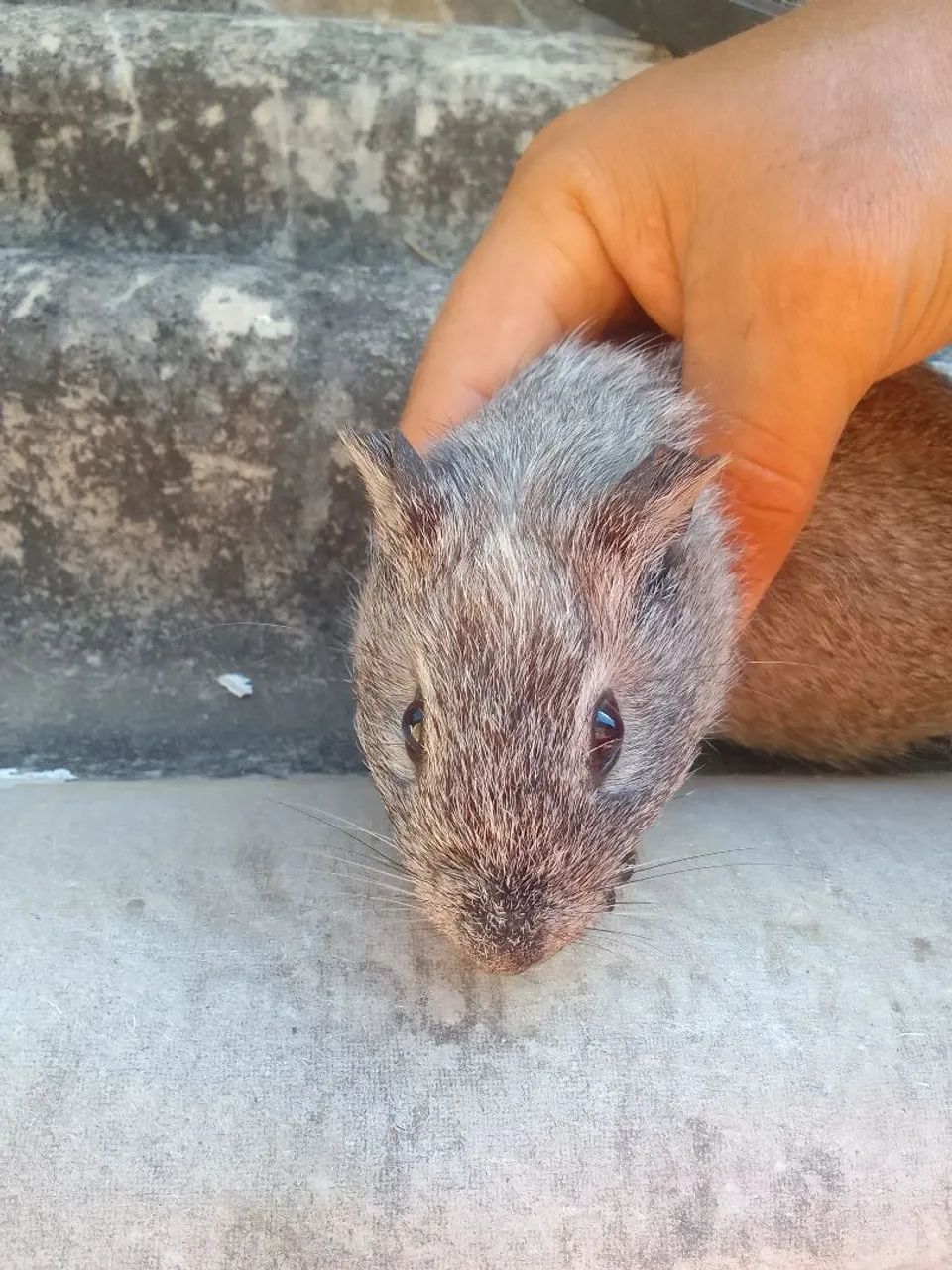 Porquinho da Índia  - Foto 2