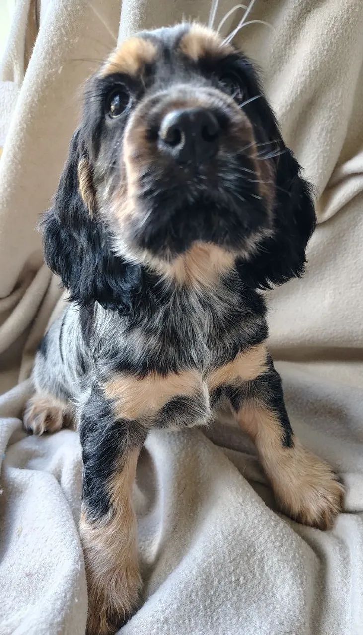 cocker spaniel inglês 