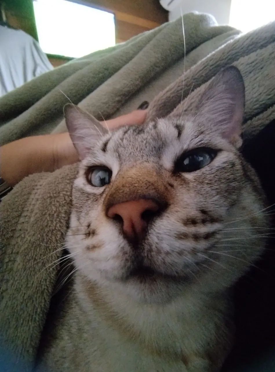 Doação de gato - macho - Foto 3