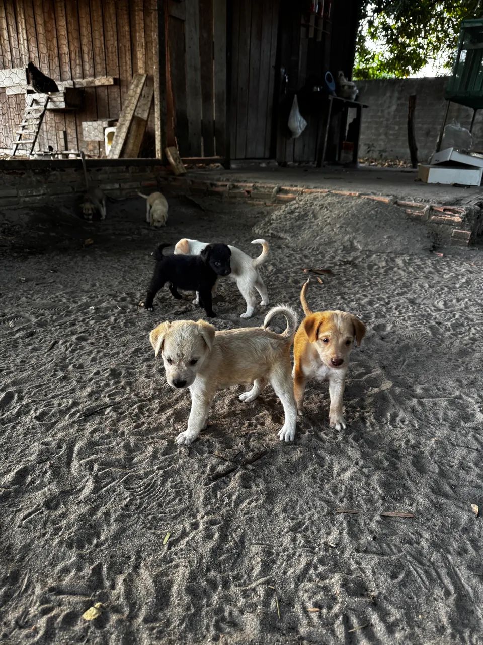 Doa-se cachorro  - Foto 2