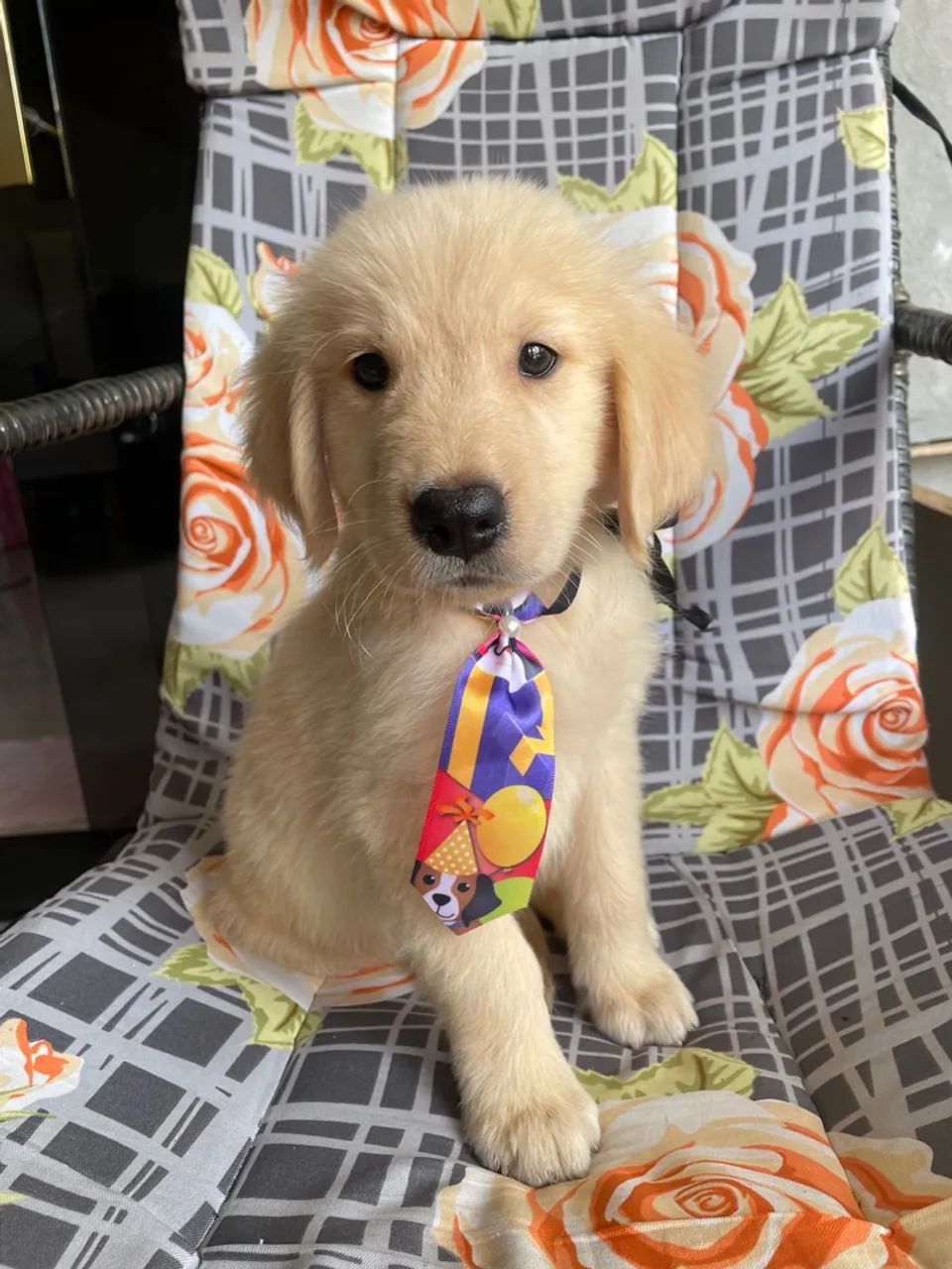 Golden macho  - Foto 2