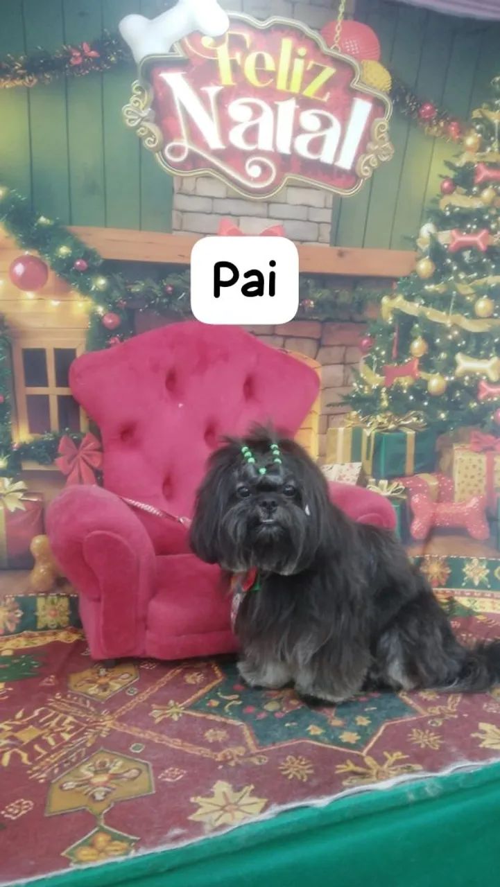 Pet - Foto 5