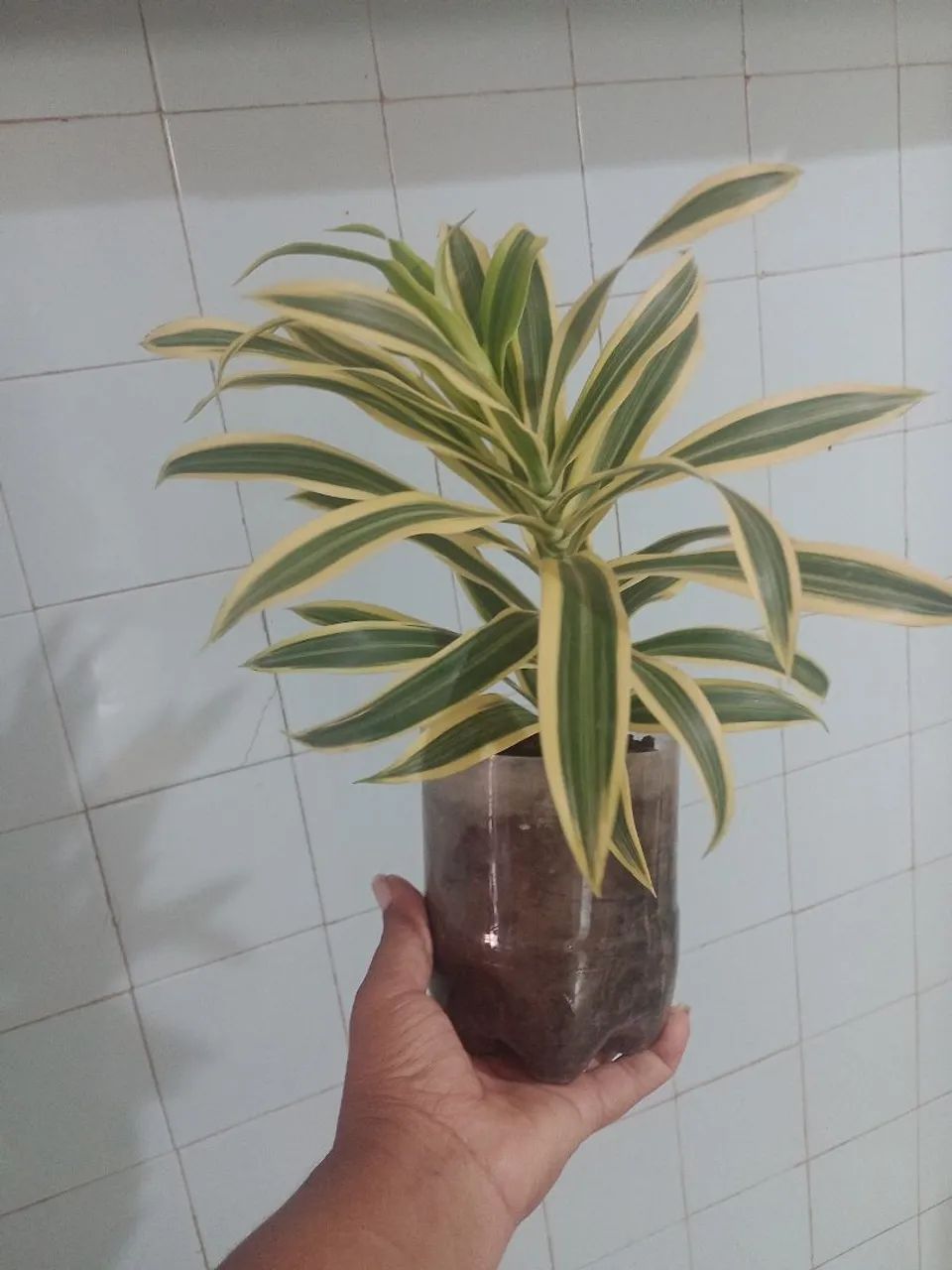 PLANTAS DIVERSAS  - Foto 2