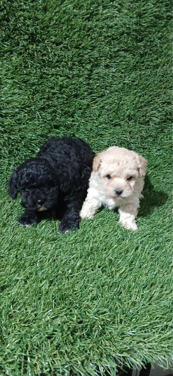 Poodle