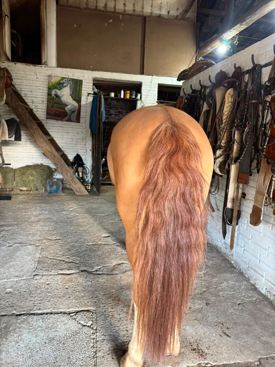 Égua Gateada Ruiva Craque! - Foto 2