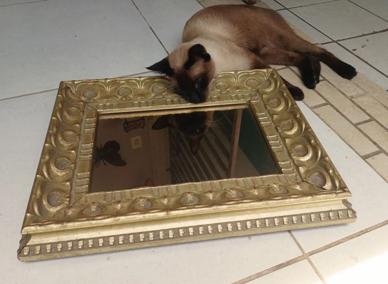 Bandeja  - Foto 2