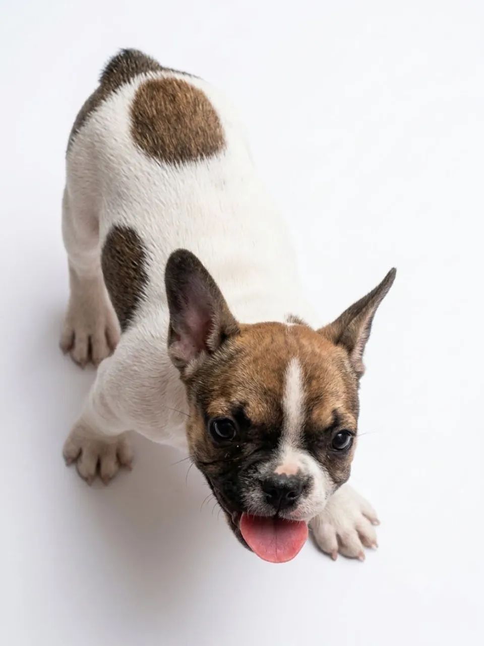 Bulldog Francês Macho  - Foto 2
