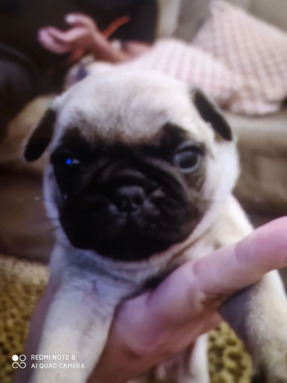 Filhote de Pug  - Foto 6
