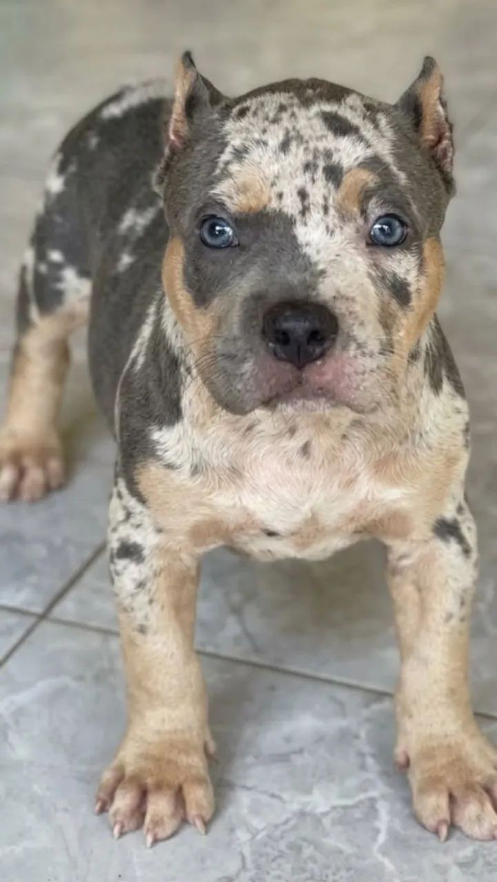 Pit monster 