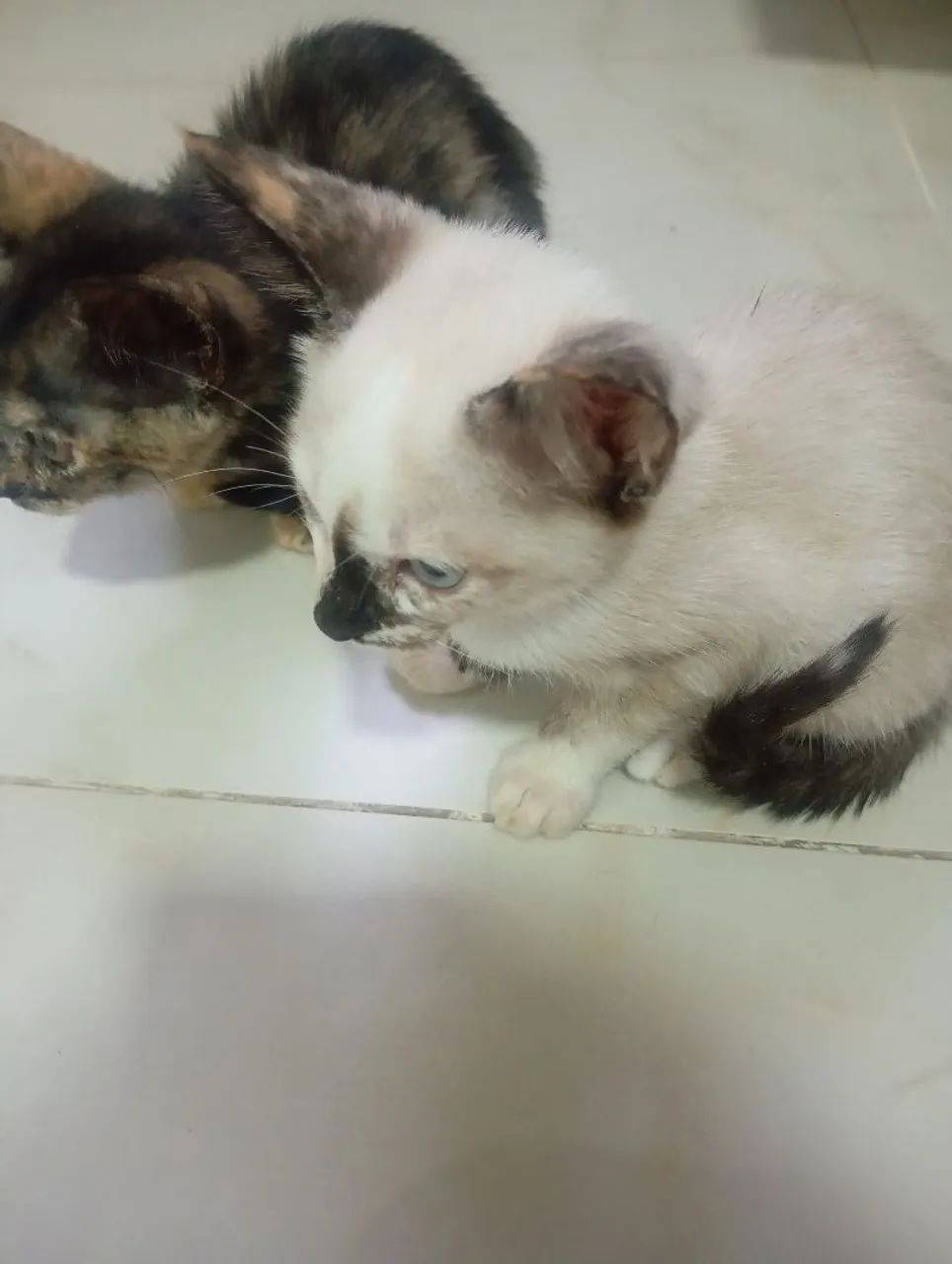 Gatinhos para adoção  - Foto 5