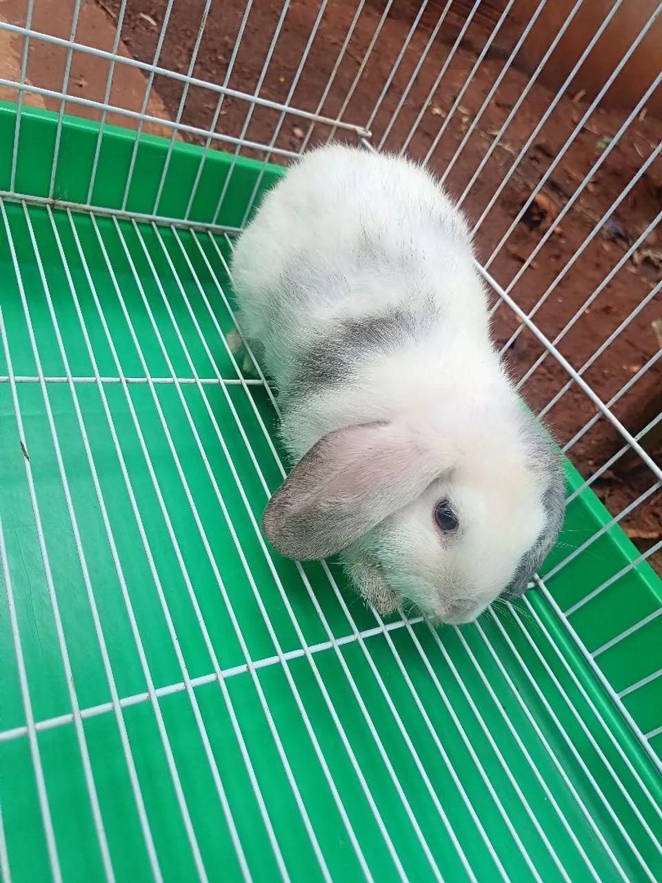 Coelha mini lop  - Foto 4