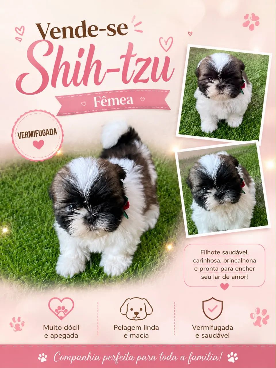 Shih Tzu - Foto 4
