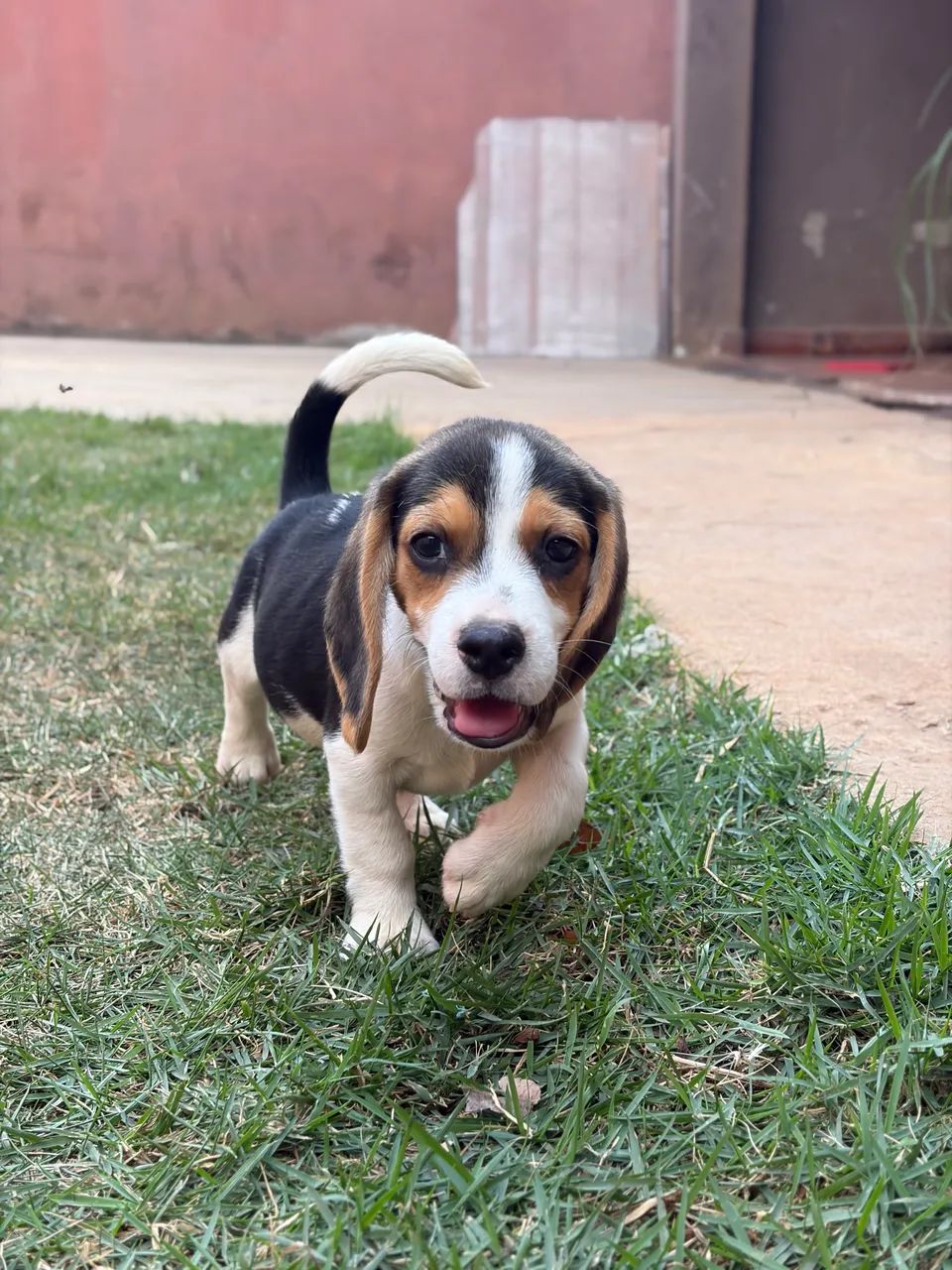 Filhote de beagle macho  - Foto 4
