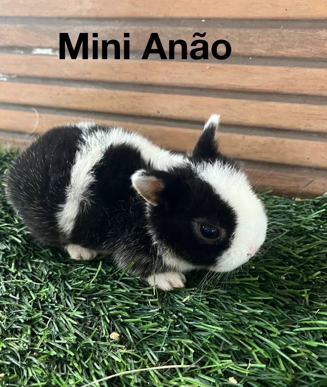 Mini coelho - Foto 2