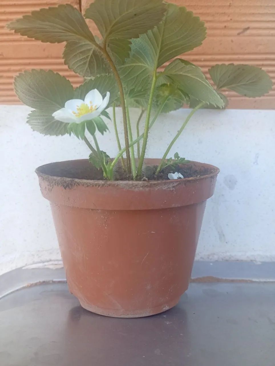 Vendo mudas de morango - Foto 3
