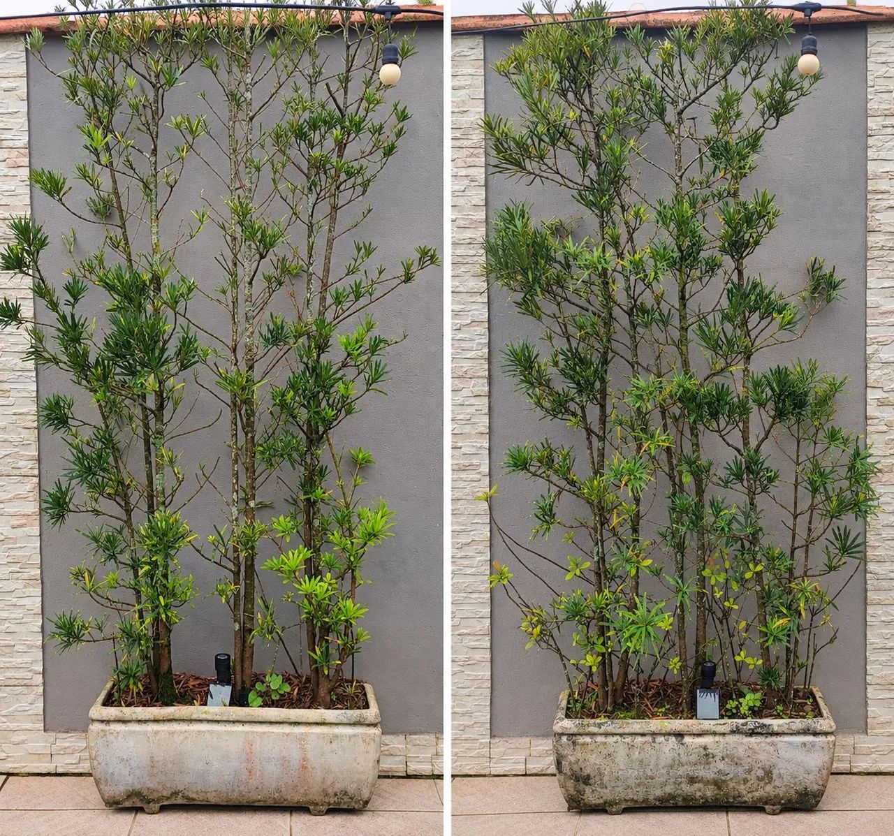 Planta com vaso 