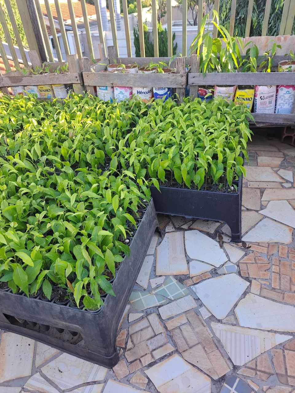 Mudas de choupalas da india(árvore mastro)