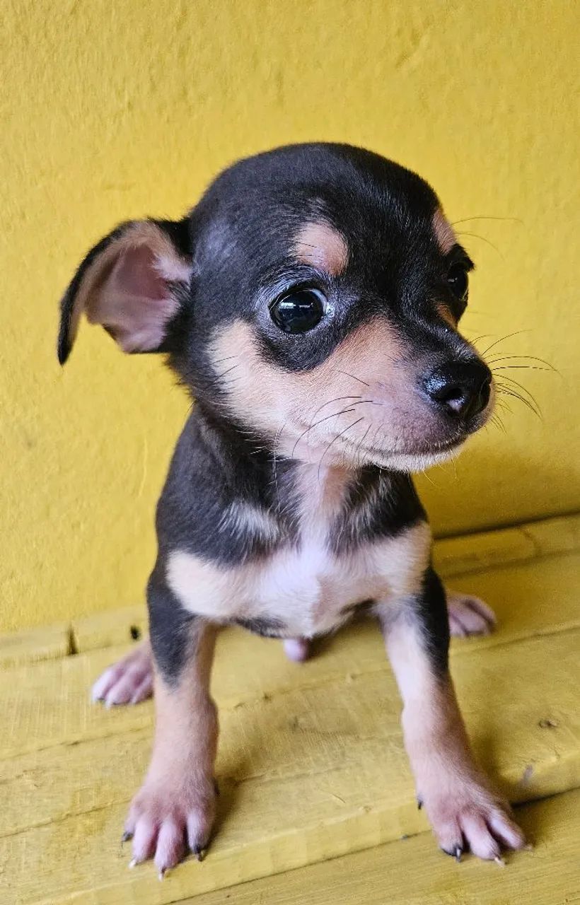 Pinscher macho - Foto 3