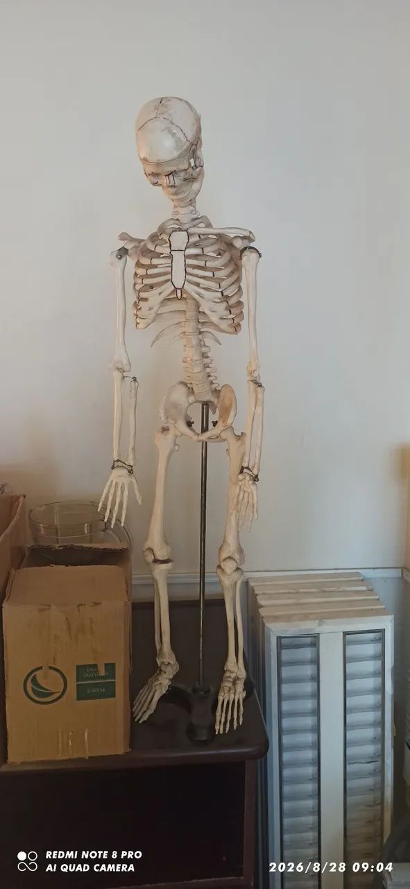 Vendo esqueleto anatômico 85