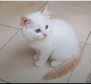 Gatinha peluda para adoção  - Foto 3