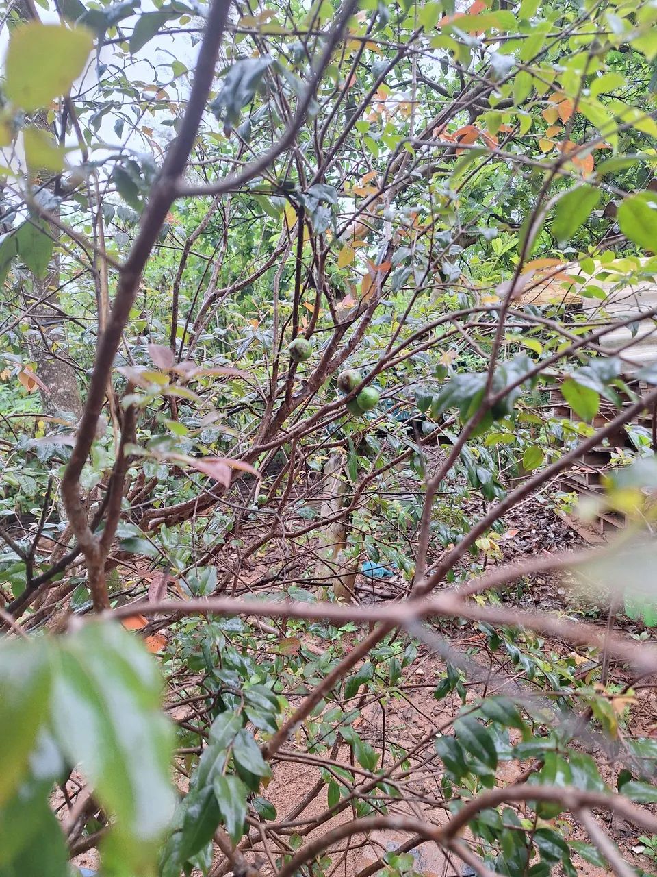 mudas de jabuticaba - Foto 3