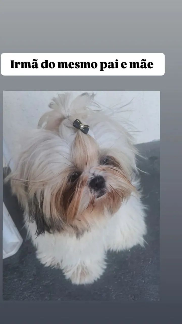 Filhotes de shitzu machos  - Foto 2