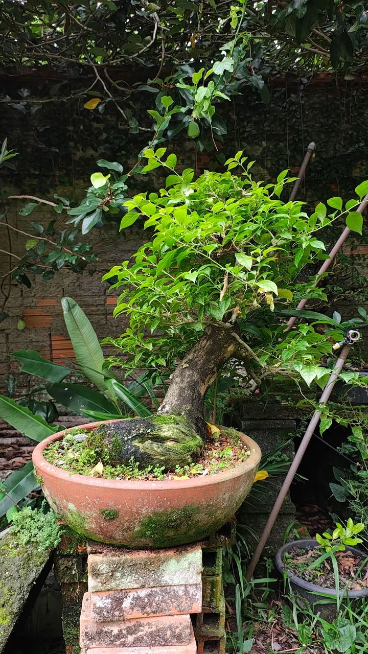 Pré bonsai Bouganvillea primavera - grande - Foto 5