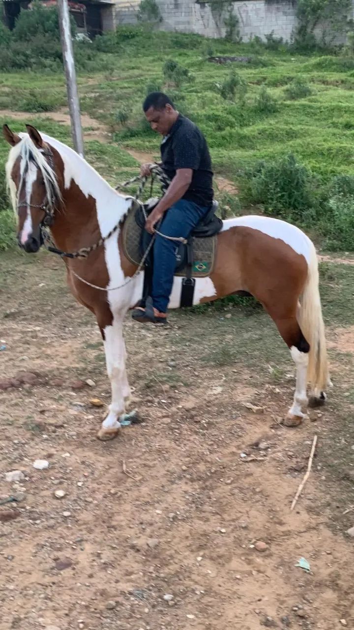 Cavalo campolina puro  - Foto 2