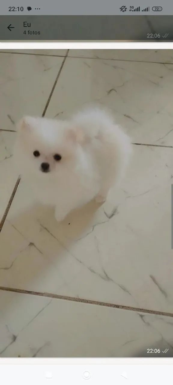 Spitz Alemão Macho 