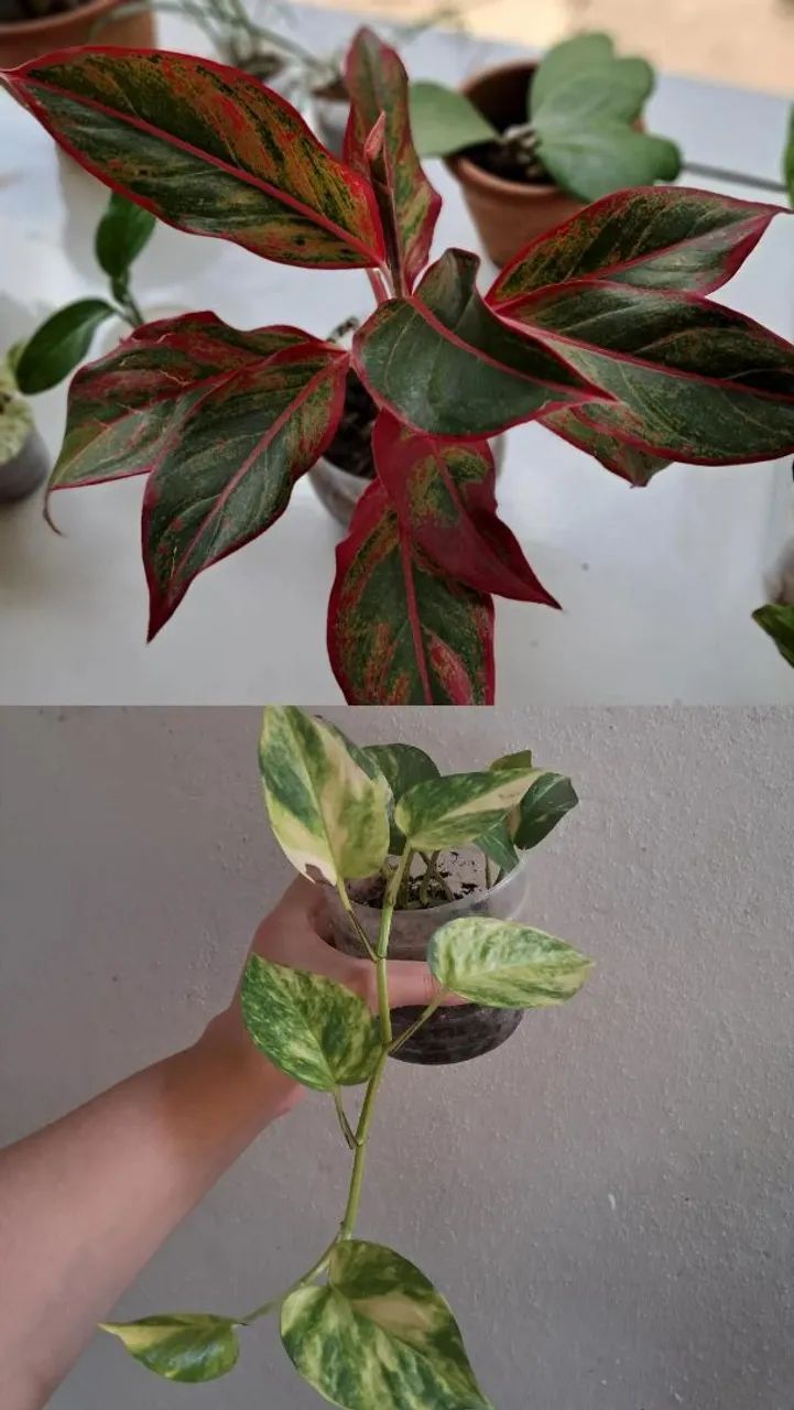 Plantas 