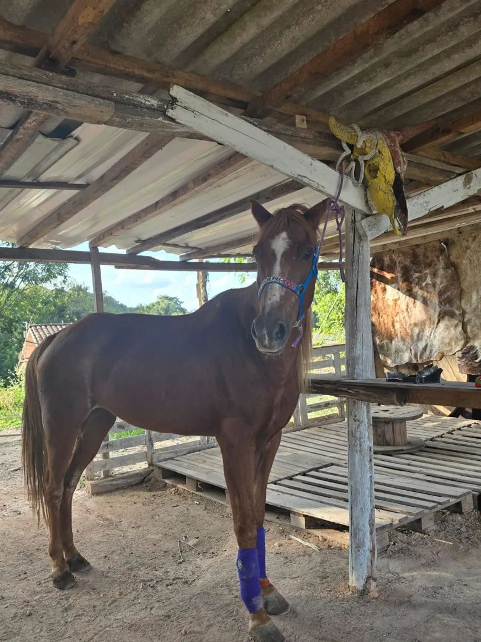 Cavalo / Égua Três Tambores 