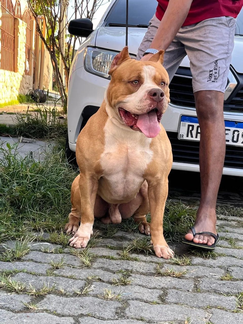 Filhote - Brazilian Bull - Foto 2