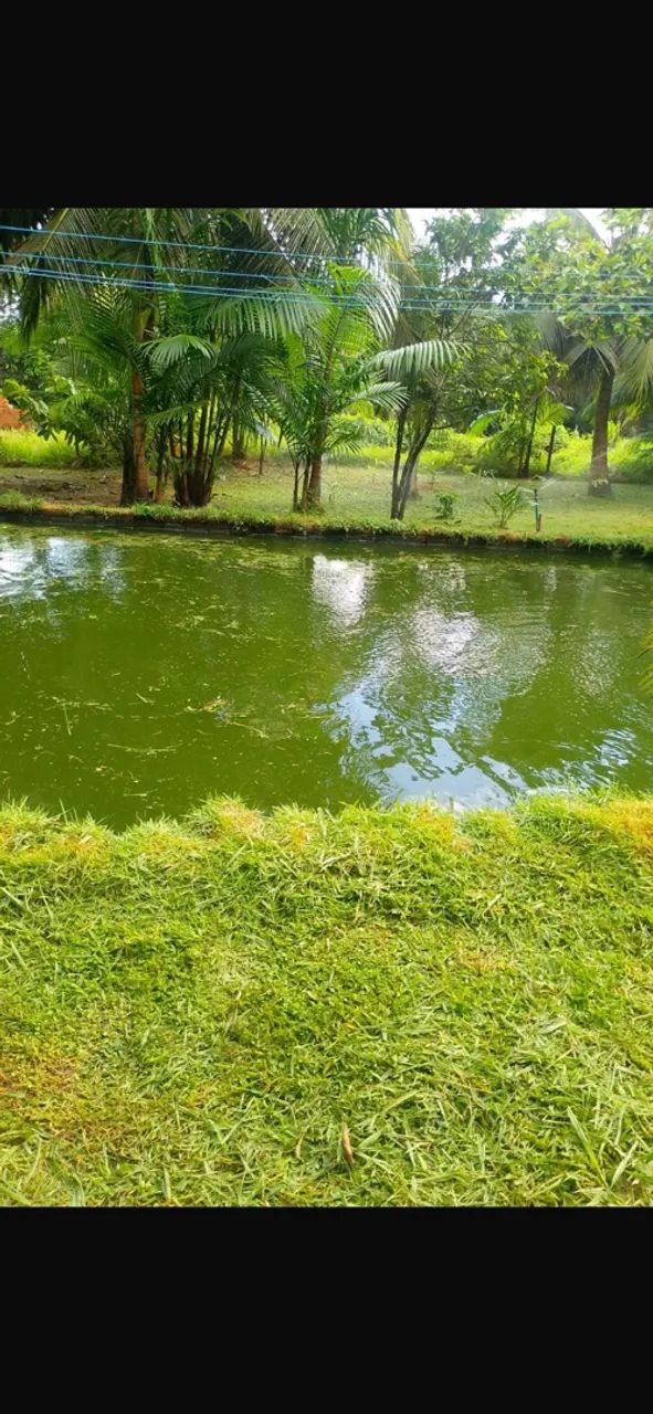 Vendo sítio na pindoba  - Foto 2